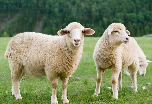 暗黑吃瓜官网入口三只羊,暗黑吃瓜官网入口揭秘